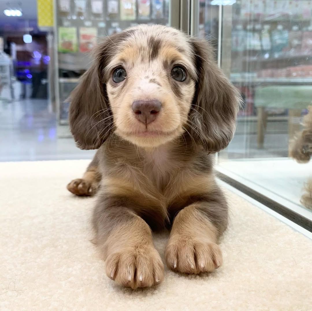 Dambi - Male 10 weeks old dachshund puppy