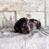 Draco - Male 8 weeks old dachshund puppy