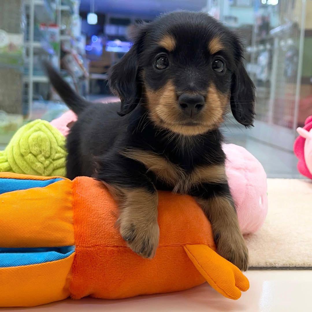Hubs - Male 8 weeks old dachshund puppy