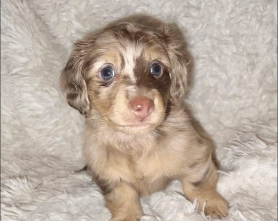Lily - Female 7 weeks old dachshund puppy