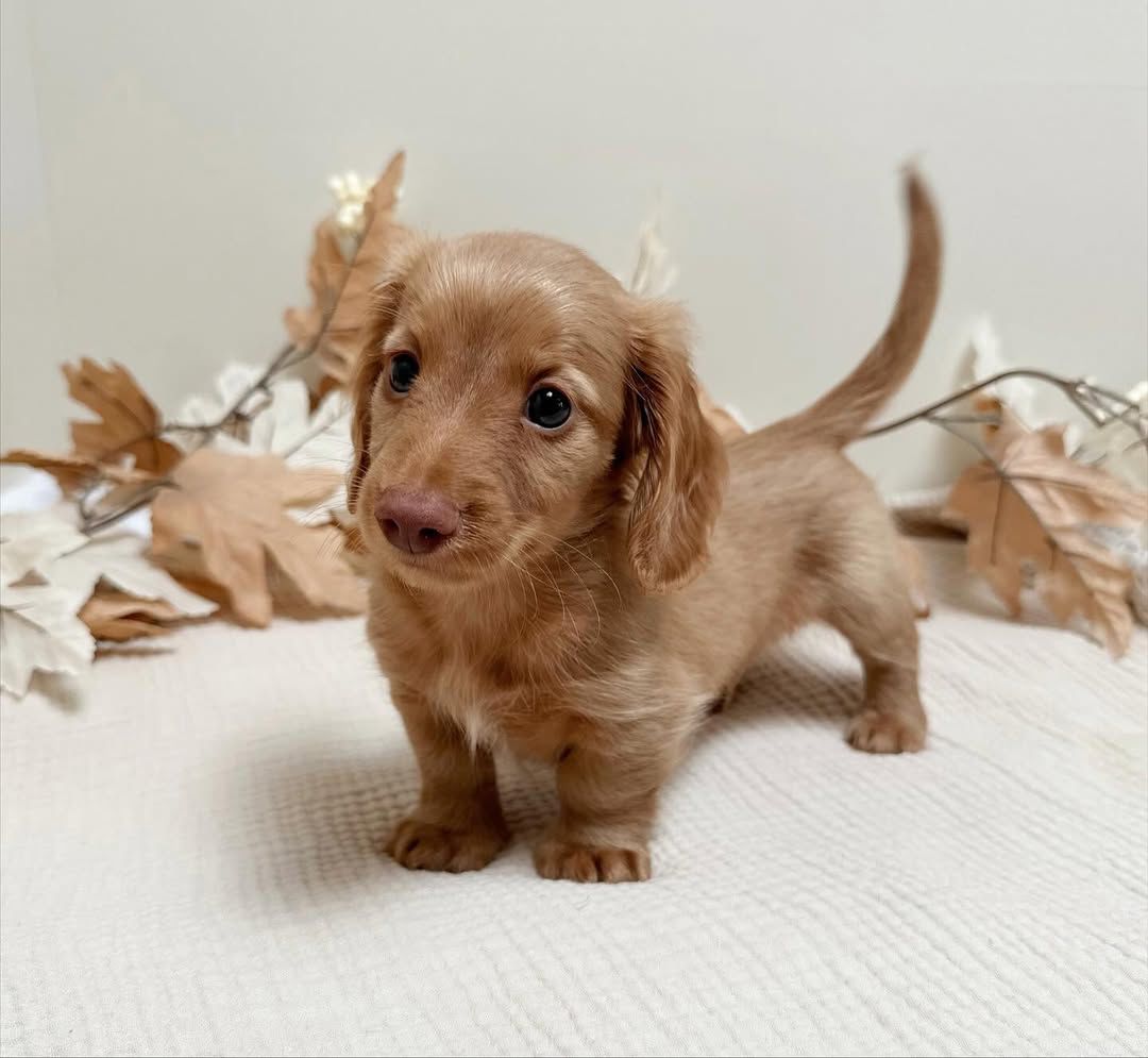 Dole - Male 8 weeks old dachshund puppy