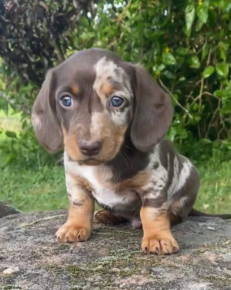 Daddy - Male 8 weeks old dachshund puppy