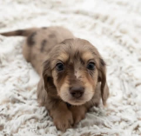 Coco - Female 7 weeks old dachshund puppy