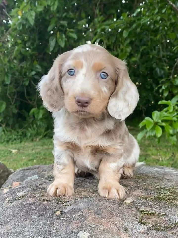 Luna - Female 8 weeks old dachshund puppy
