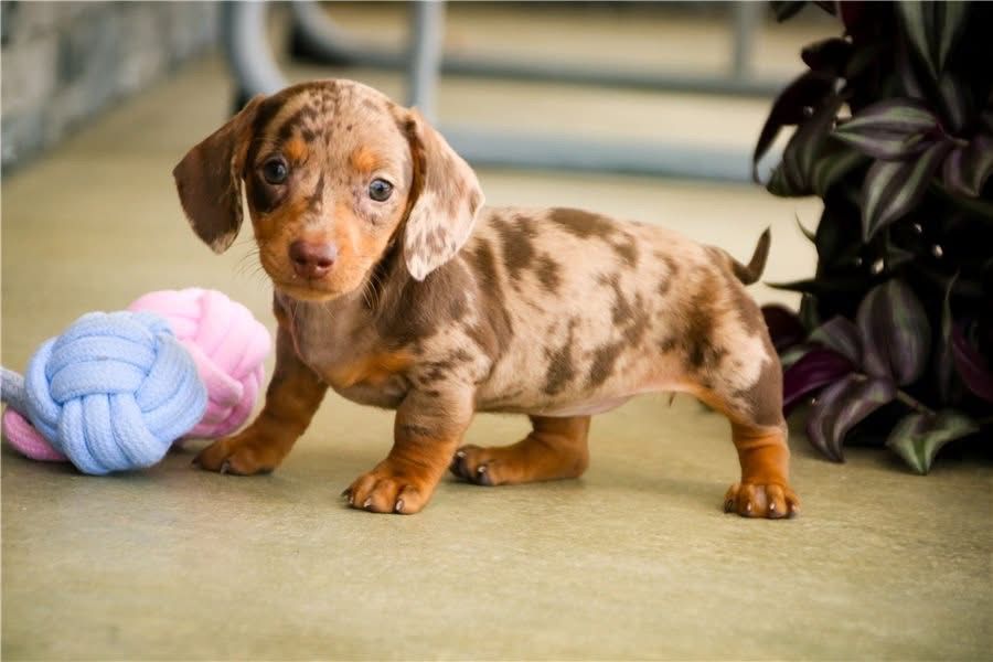 Sadie - Female 8 weeks old dachshund puppy