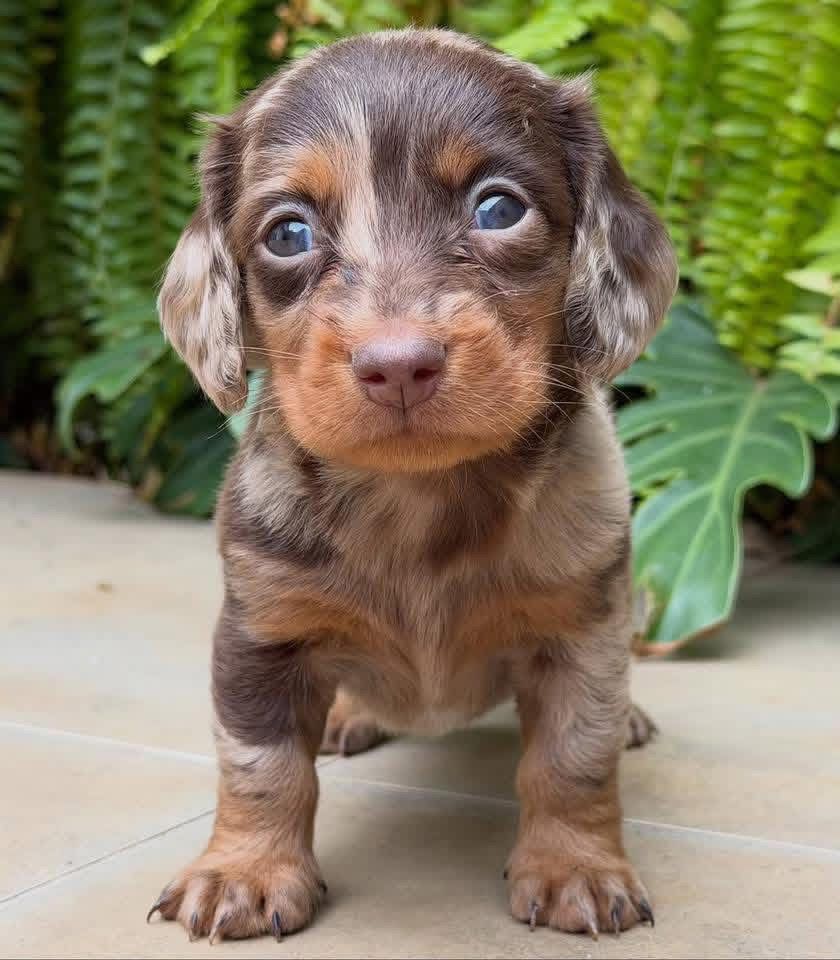 Buddy - Male 8 weeks old dachshund puppy