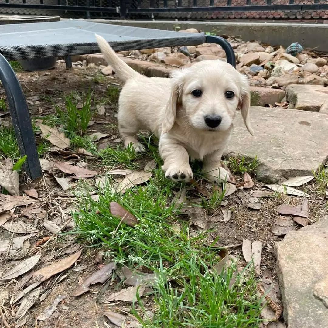 Mola - Male 8 weeks old dachshund puppy