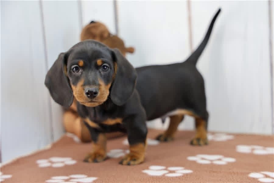 Rocky - Male 8 weeks old dachshund puppy
