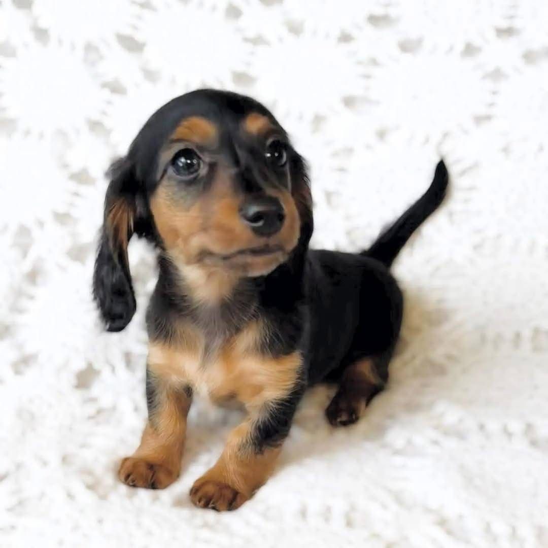 Bentley - Male 8 weeks old dachshund puppy