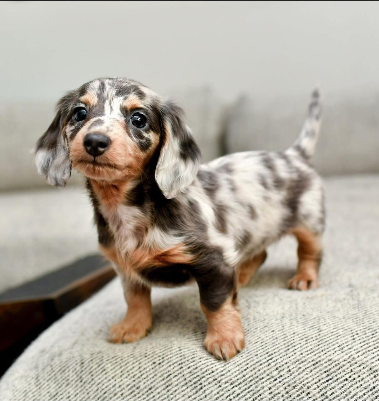 Cooper - Male 8 weeks old dachshund puppy
