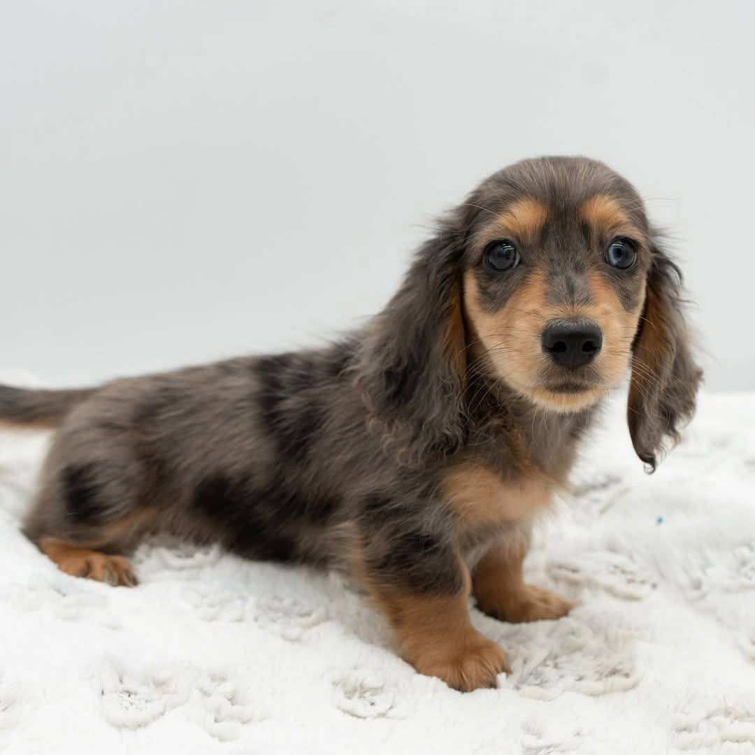Dayana - Female 8 weeks old dachshund puppy