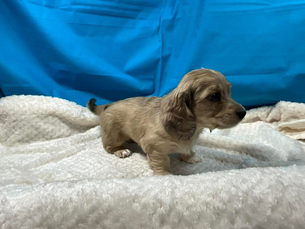 Doli - Male 8 weeks old dachshund puppy