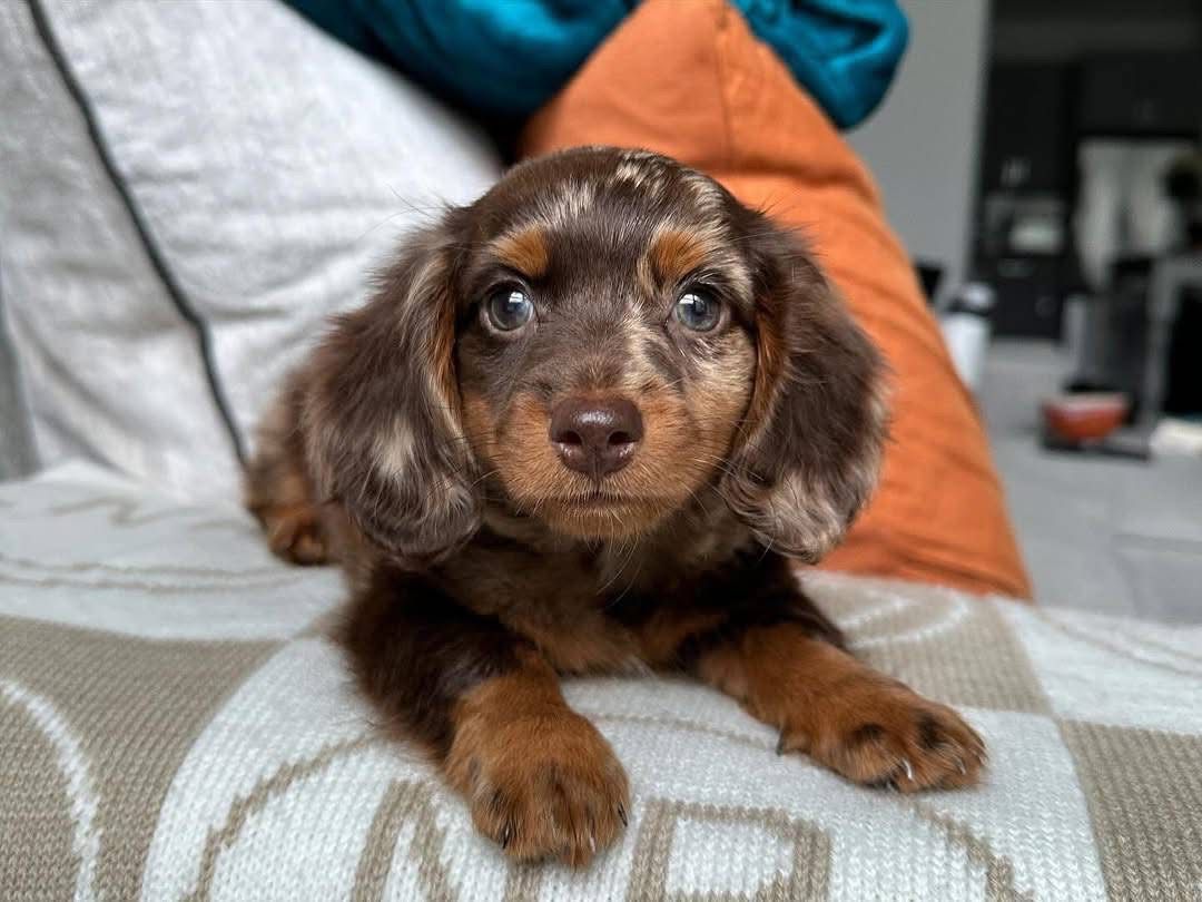 Dura - Female 8 weeks old dachshund puppy