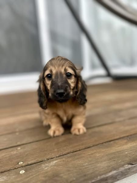 Coco - Female 8 weeks old dachshund puppy