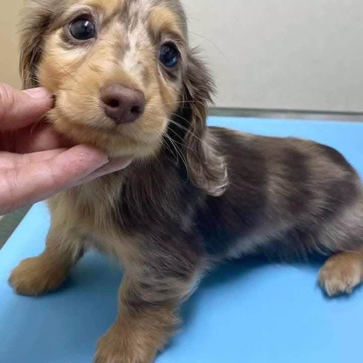Daisy - Female 8 weeks old dachshund puppy