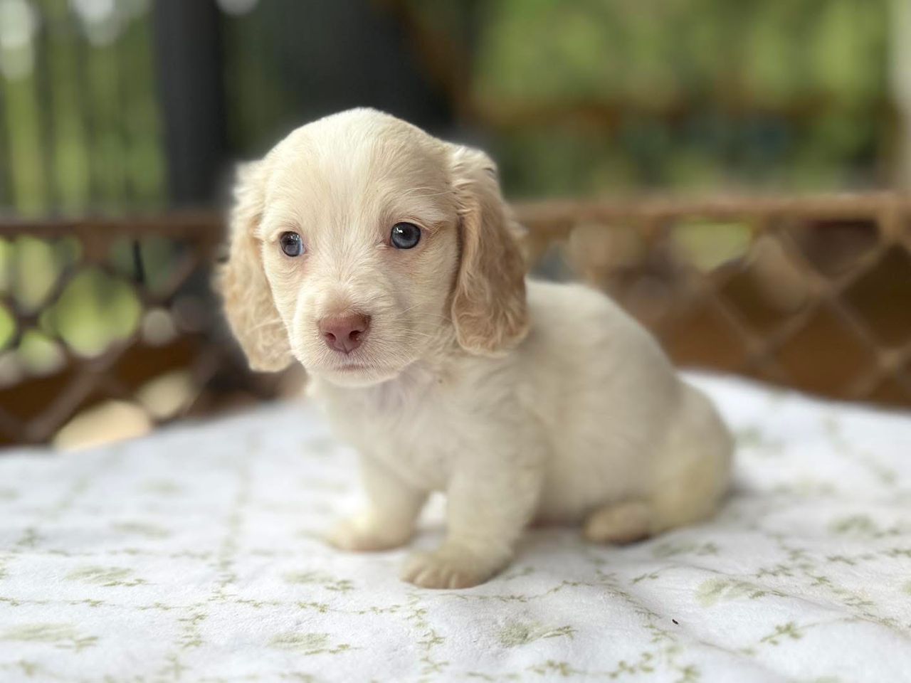 Hazel - Female 8 weeks old dachshund puppy