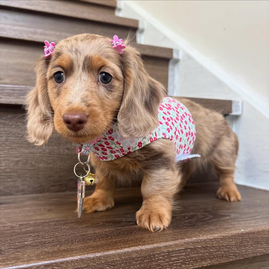 Molly - Female 8 weeks old dachshund puppy