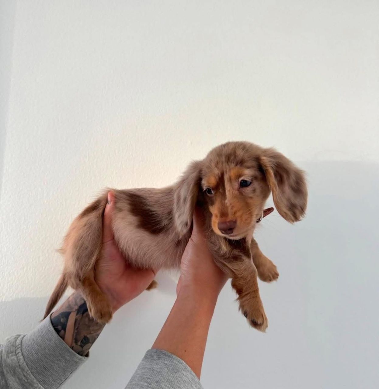 Willow - Female 8 weeks old dachshund puppy