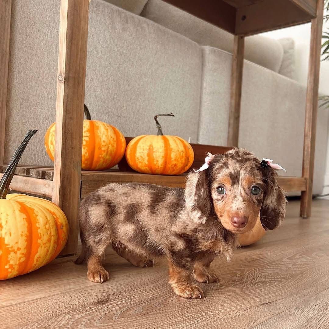 Zoey - Female 8 weeks old dachshund puppy