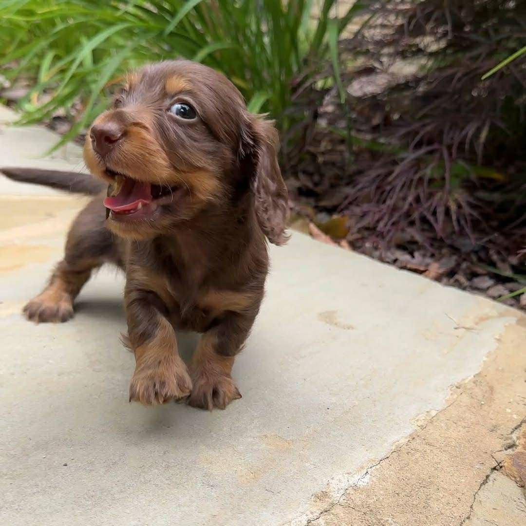 Jasper - Male 8 weeks old dachshund puppy