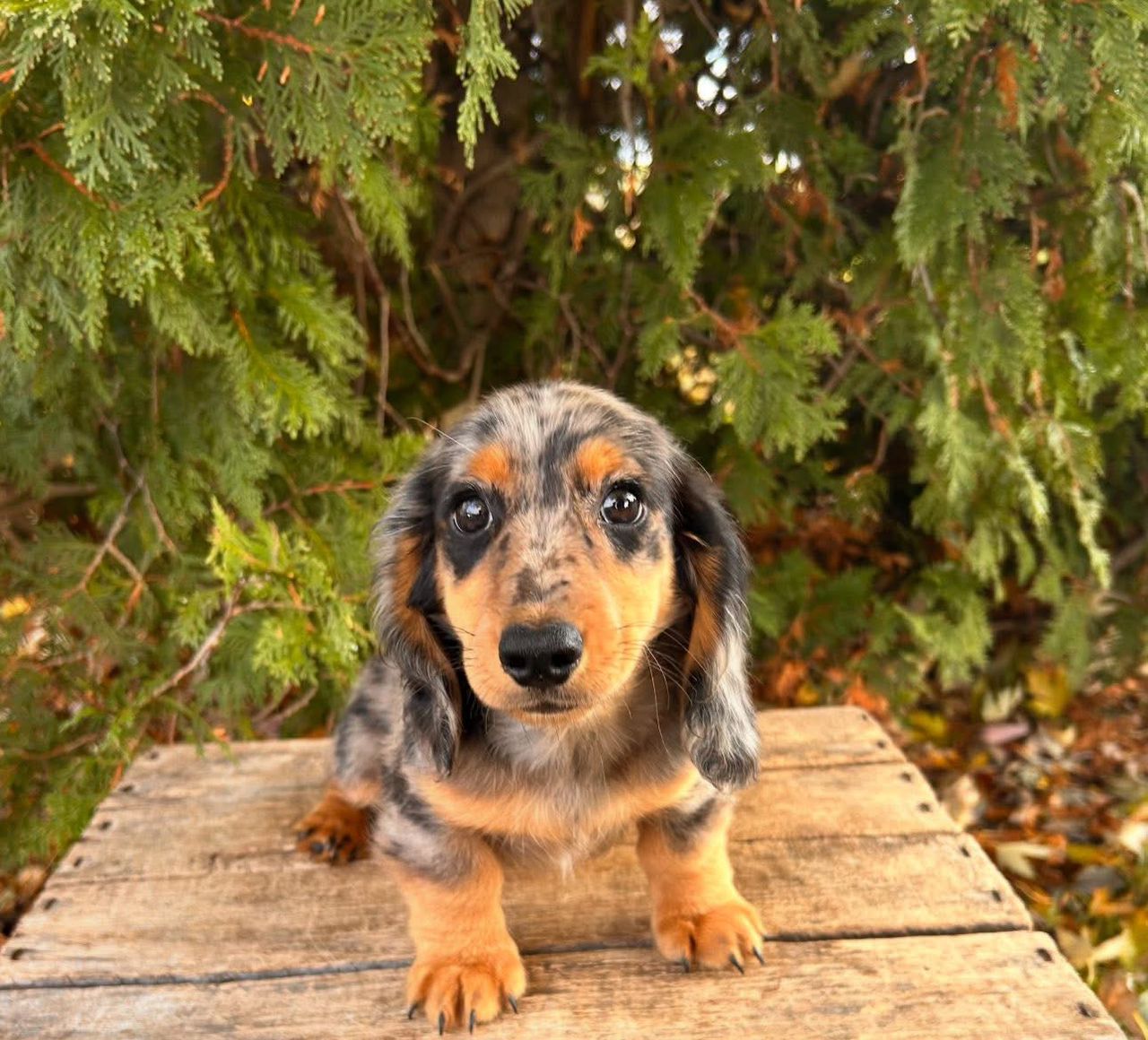 Louie - Male 8 weeks old dachshund puppy