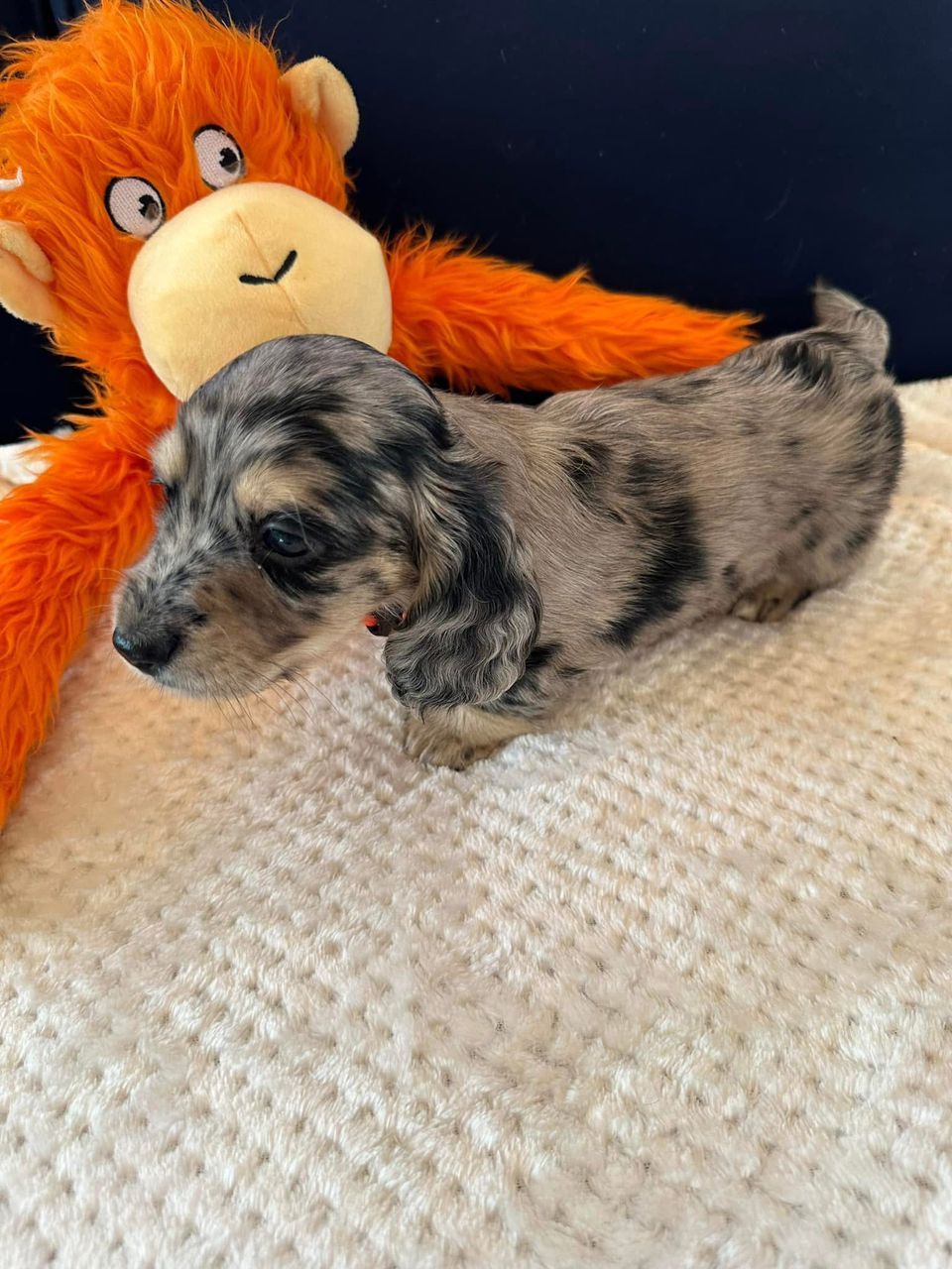 Moli - Female 8 weeks old dachshund puppy