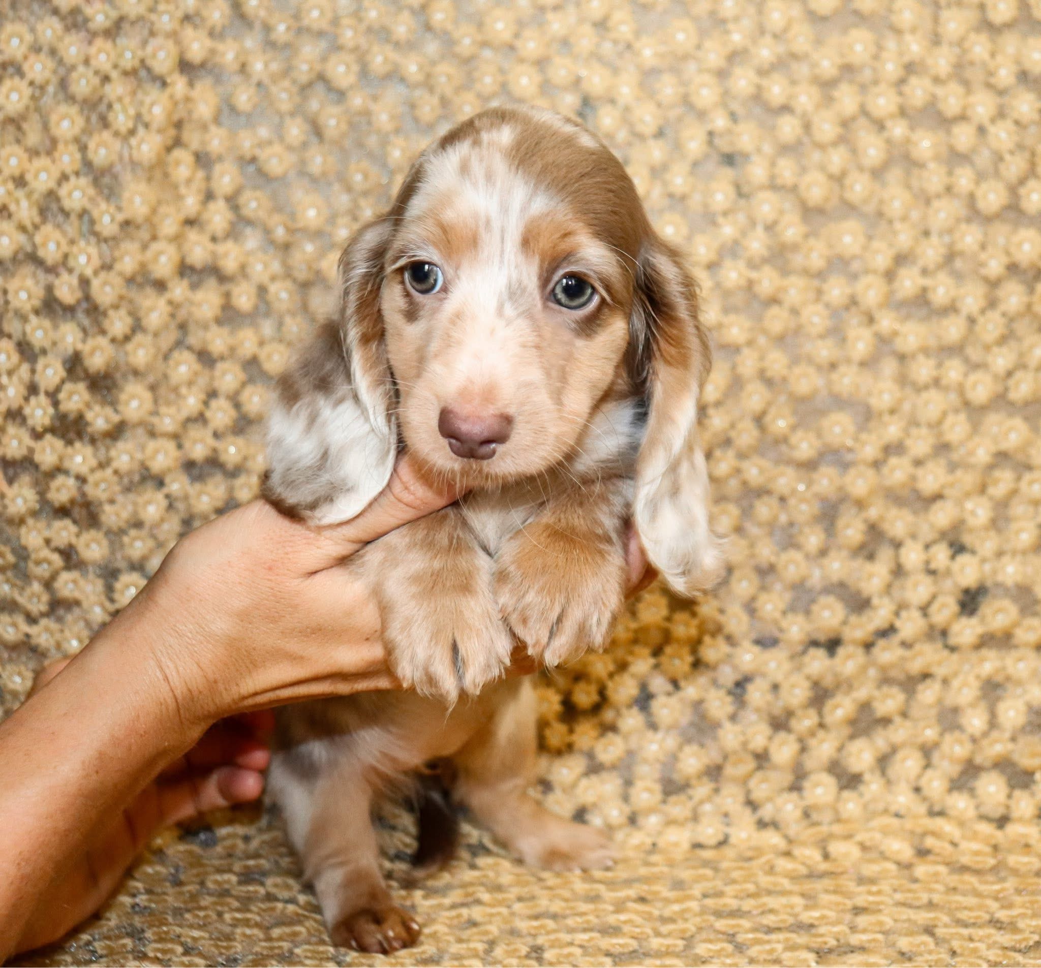 Nela - Female 9 weeks old dachshund puppy