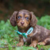 Princeton - Male 8 weeks old dachshund puppy
