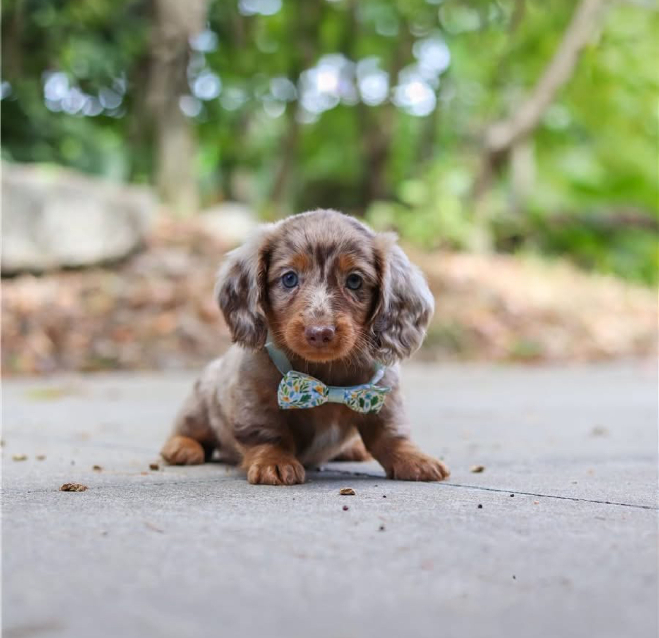Regis - Male 8 weeks old dachshund puppy
