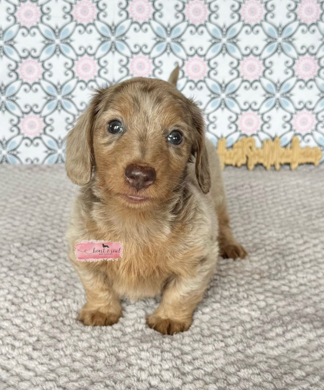 Emily - Male 9 weeks old dachshund puppy