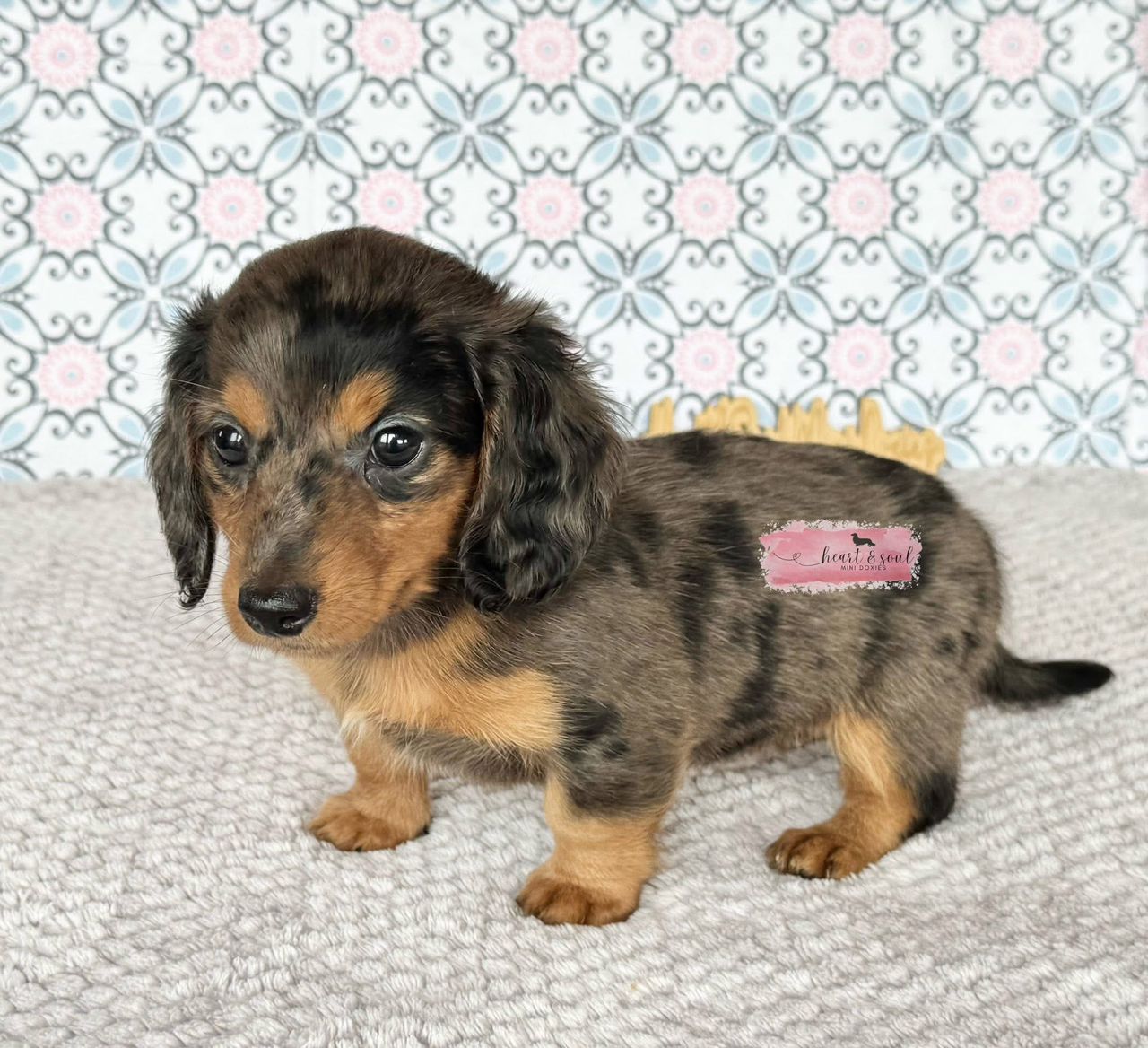 Kruz - Male 9 weeks old dachshund puppy