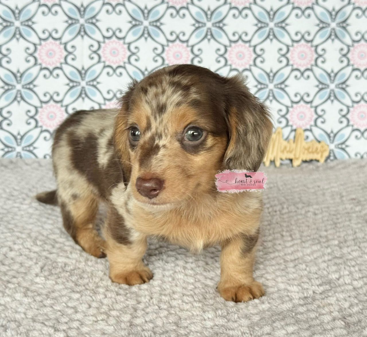 Max - Male 8 weeks old dachshund puppy