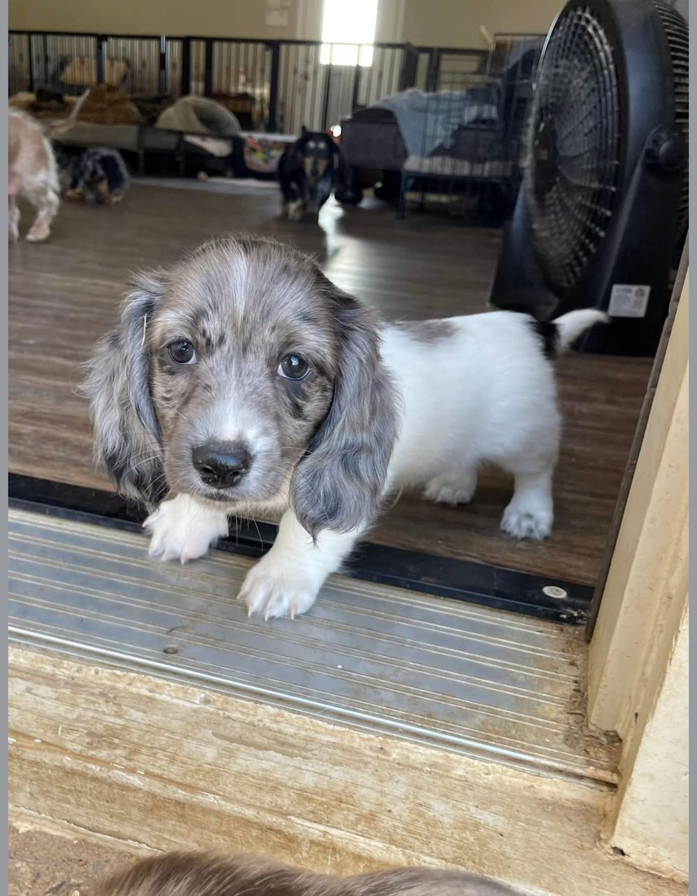 Perry - Male 9 weeks old dachshund puppy