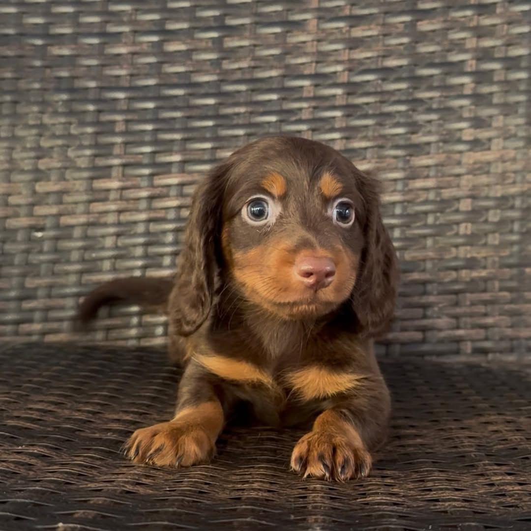 Ruffus - Male 8 weeks old dachshund puppy