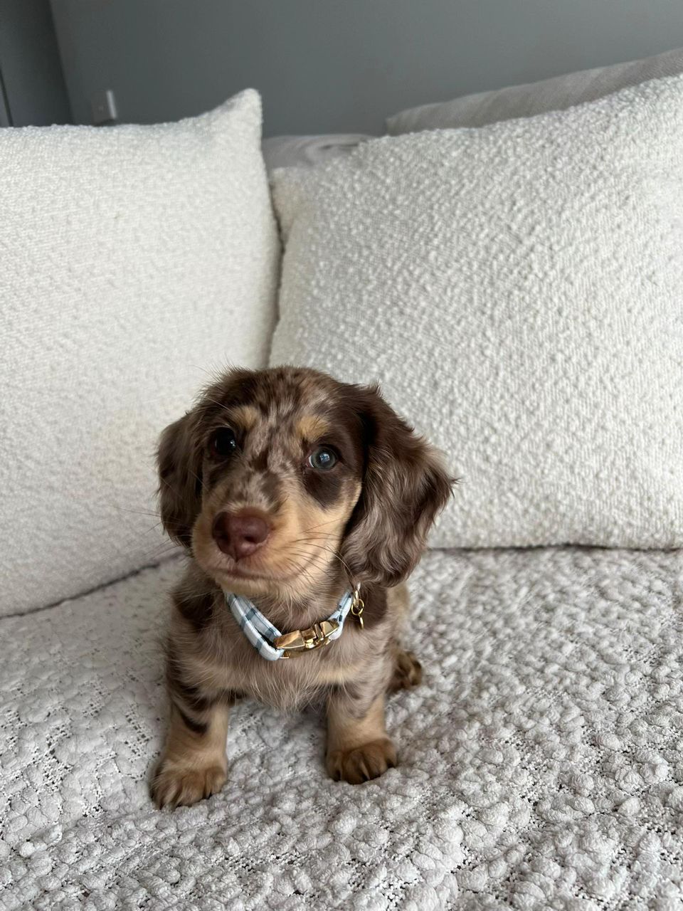 Shaine - Male 8 weeks old dachshund puppy