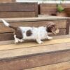Ruby - Female 8 weeks old dachshund puppy