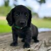 Shama - Male 8 weeks old dachshund puppy