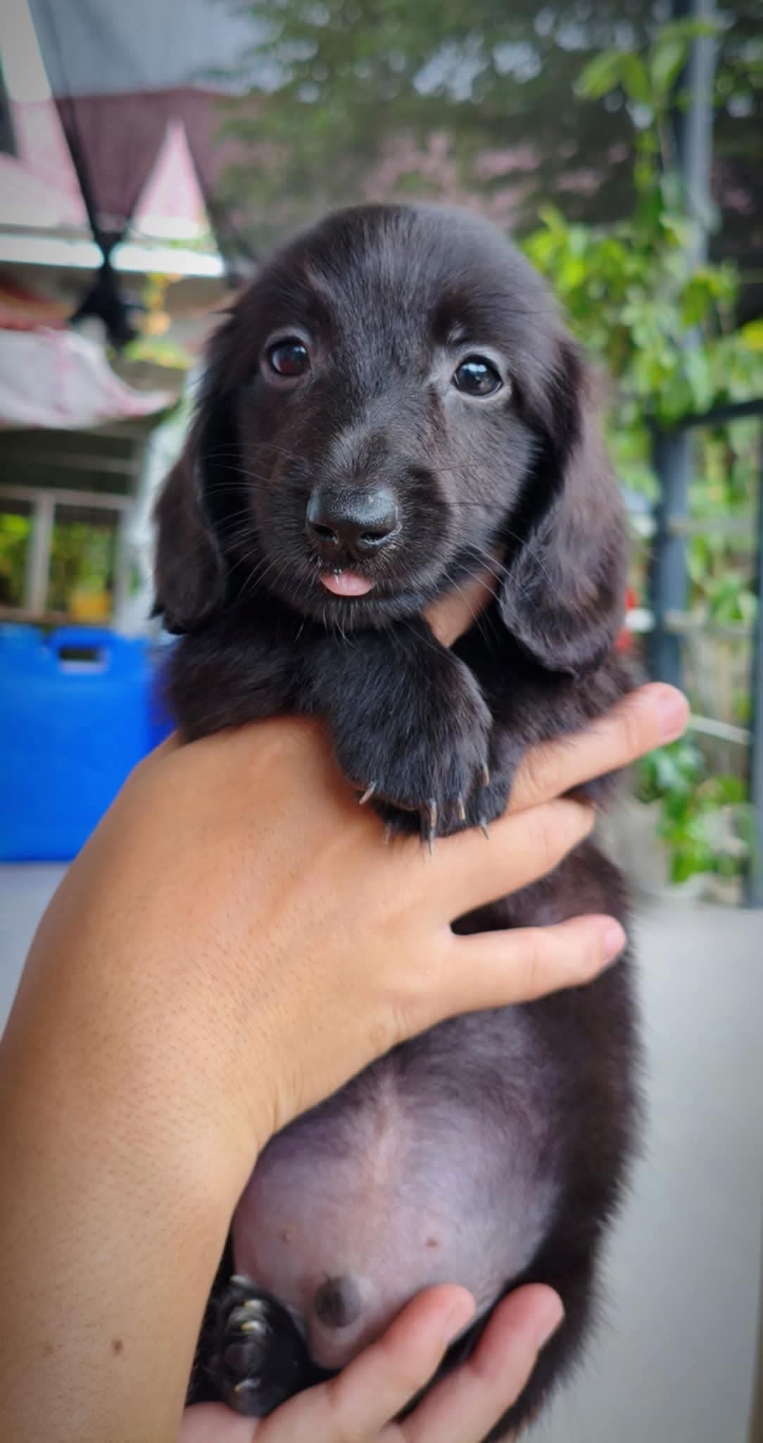 Skidoo - Male 8 weeks old dachshund puppy