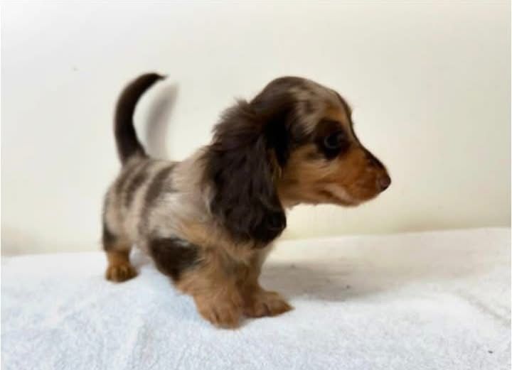 Skittles - Male 10 weeks old dachshund puppy