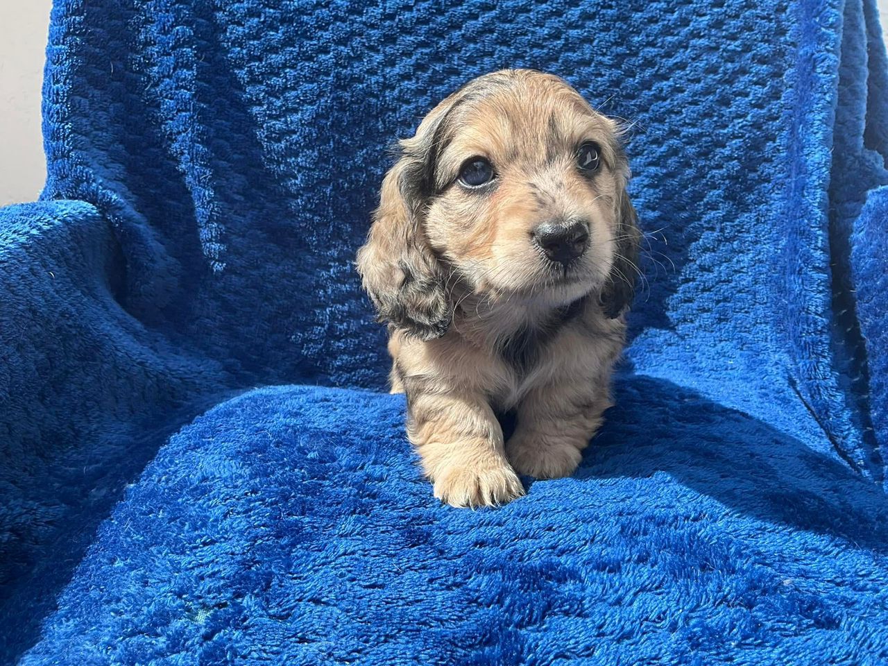 Stormy - Female 8 weeks old dachshund puppy