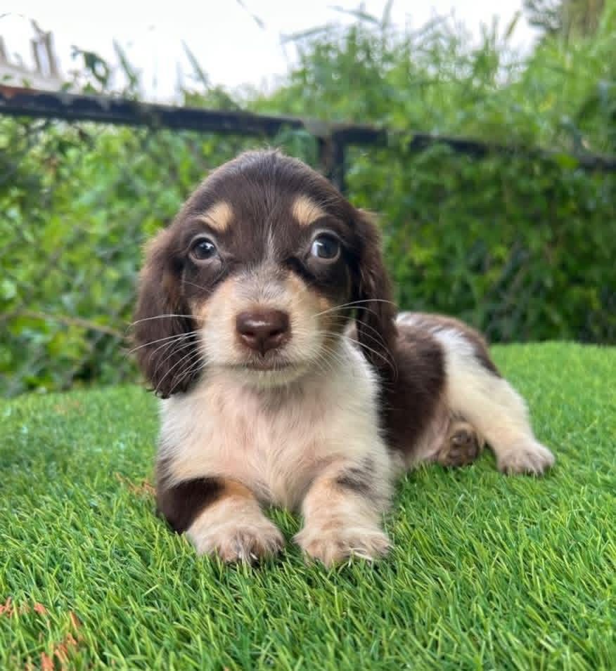 Tucker - Male 8 weeks old dachshund puppy