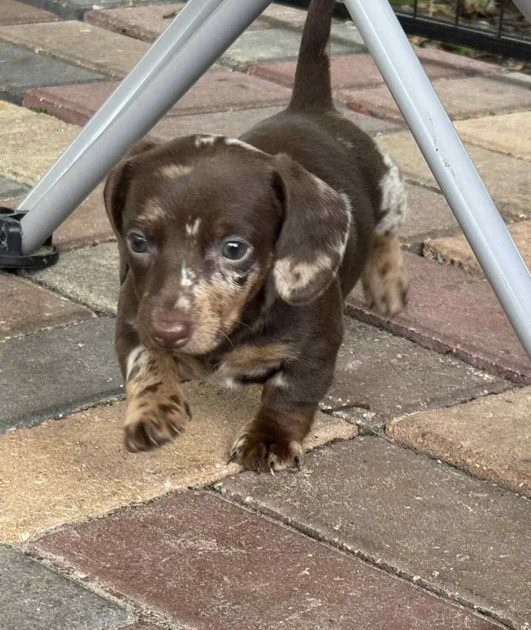 Zoey - Female 8 weeks old dachshund puppy