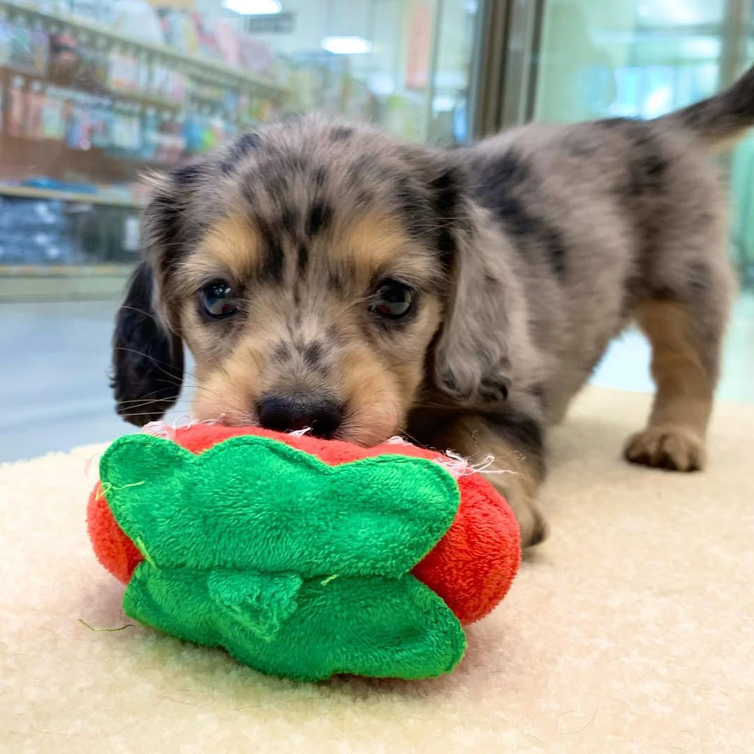 Mass - Male 8 weeks old dachshund puppy