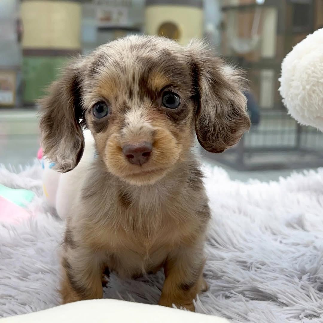 Panda - Male 8 weeks old dachshund puppy