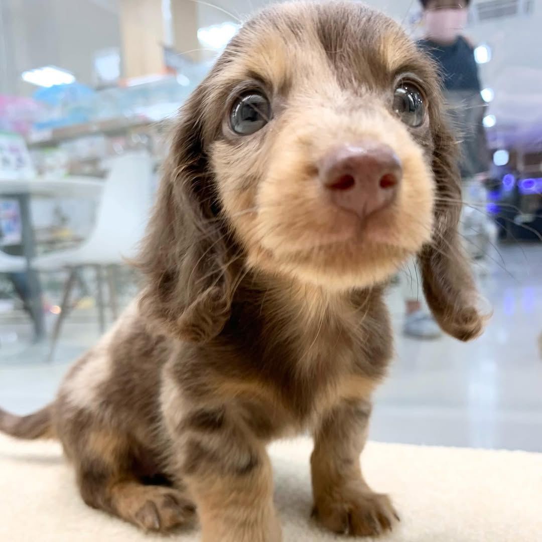 Polis - Male 8 weeks old dachshund puppy