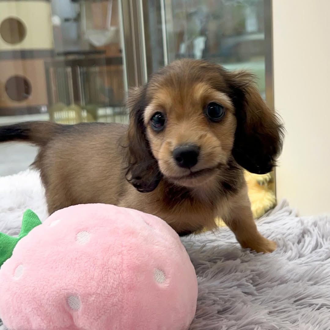 Sagard - Male 8 weeks old dachshund puppy